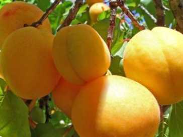 Хвороби кісточкових дерев як не допустити або вилікувати їх?