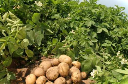 Картопля 40-денка скільки росте, опис сорту ранньої картоплі