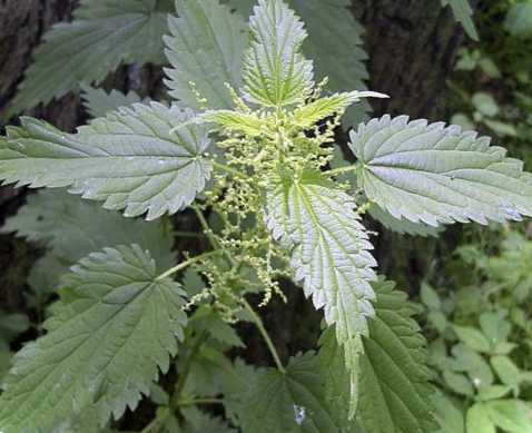 Боротьба з кропивою Як позбутися рослини на дачній ділянці