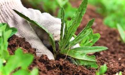 Міжряддя без бур'янів, чим закрити межу між грядками, щоб не росла трава