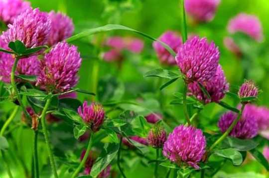 Конюшина і овес як сидерат коли краще сіяти і коли закопувати