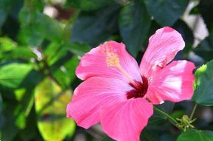 Гібіскус та його види сирійський Блю Чіффон, Уайт Чіффон, Чайна Чіффон, White Diamond