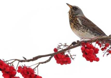Дерево, трава, чагарник з листям, як у горобини, як називаються