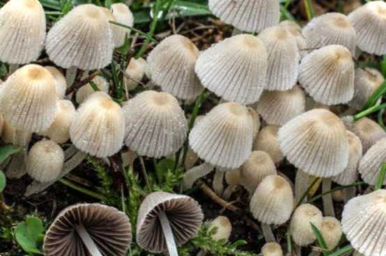 Гриби, що ростуть у траві, теплиці, гною що це за вигляд і як їх позбутися