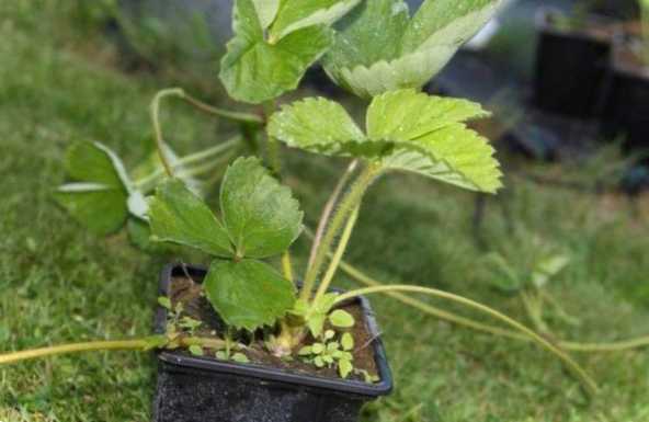 Полуниця Трей, що це? У чому особливості цього сорту, смакові якості та зовнішній вигляд плодів