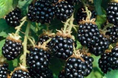 Цвітіння ожини та зав'язь плодів - як не пропустити? Коли цвіте ожина?