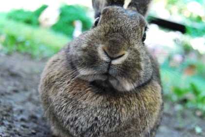 Корисні та смачні страви з кролика рецепти з фото. Готуємо друге з кролятини