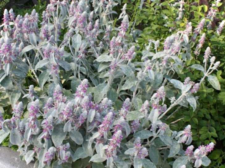 Що це таке стахіс? Фото рослини, посадка та догляд у відкритому грунті