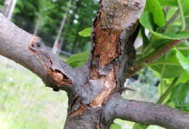 Тріщини на корі яблуні що робити, які причини та найефективніше лікування