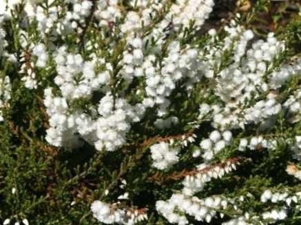 Верес білий фото, опис та рекомендації щодо посадки та розведення