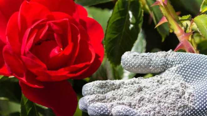 Добрива та підживлення для троянд навесні «Шикарна троянда», горілка та курячий послід