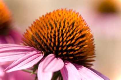 Ехінацея, її вирощування, догляд у саду та на клумбі, чи треба вкривати на зиму, фото