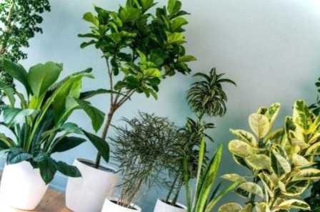 Іржа на листі кімнатних рослин що це таке і як лікувати