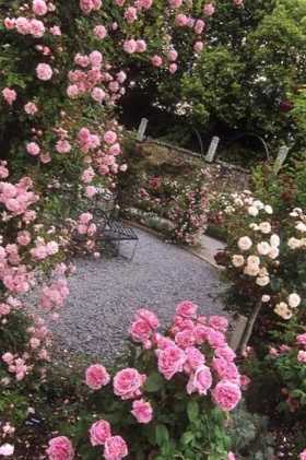 Пересадка плетистої троянди восени на інше місце, як зробити на Уралі