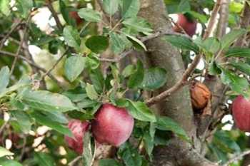 Правильно обрізана яблуня, чим обрізати, список інструментів