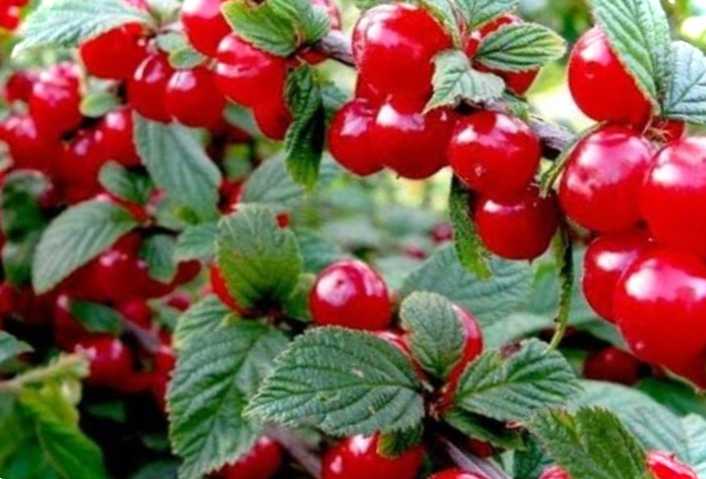 Повстяна вишня і чим вона корисна користь і шкода, як зробити підщепу