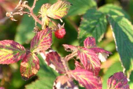 Пурпурна плямистість малини ефективне лікування та захист малини від шкідників