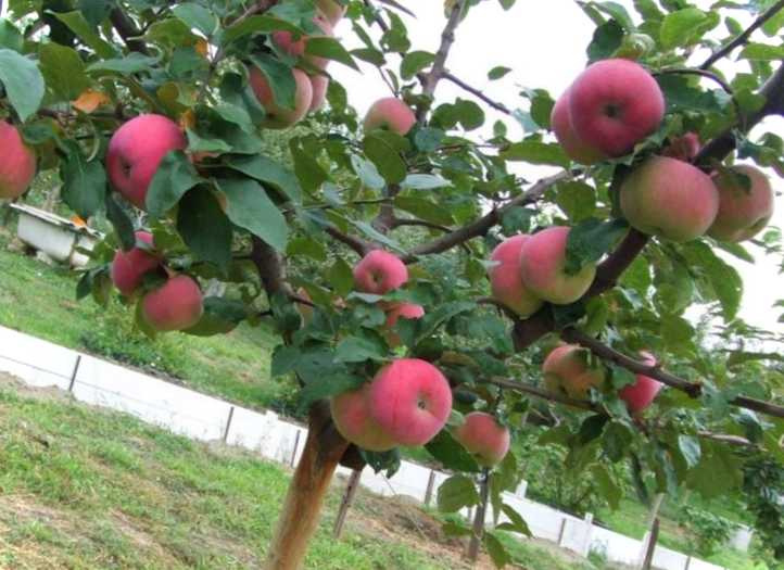 Чому яблука червиві і падають з дерева основні причини та ефективне вирішення проблеми