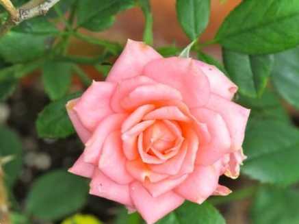 Квіти маленьких троянд у саду як правильно називаються дрібні сорти