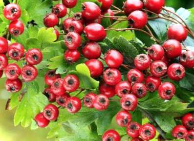 Жива огорожа з глоду як сформувати і як часто доведеться підстригати