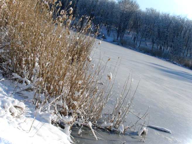 Замерзлий став - що з ним робити і як його утримувати в холодну пору року?