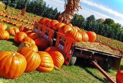 Як зробити без начинки і з цибулею, запечений маленький гарбуз в духовці