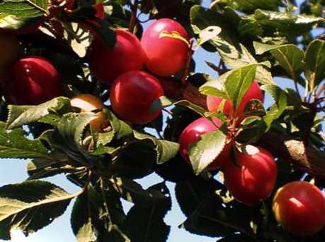 Все про щеплення аличі навесні добірка найкращих порад та рекомендацій