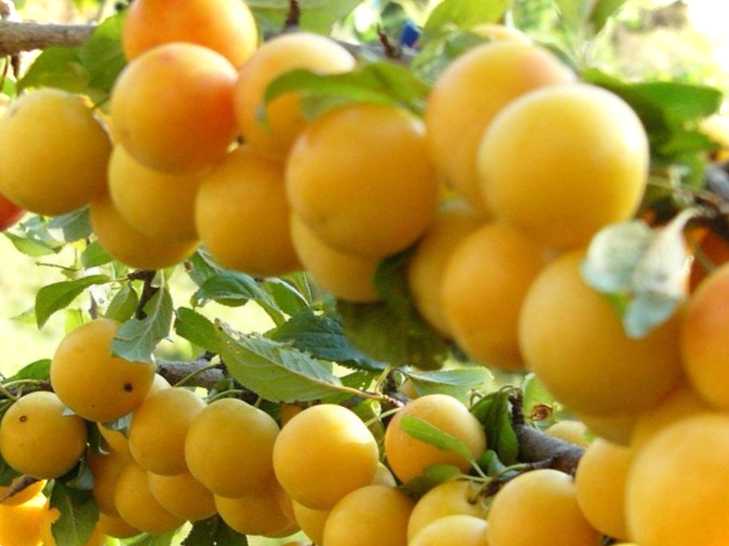 Алича «Парус» опис сорту та інші популярні сорти аличі