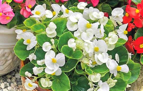 Для яких кімнатних рослин потрібна кисла грунт докладний список