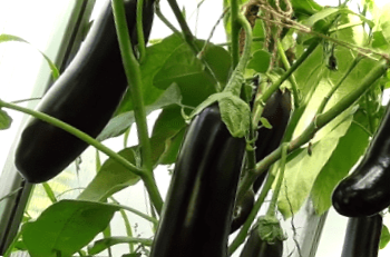 Пікірування баклажанів - коли і як пікірувати розсаду баклажанів в домашніх умовах