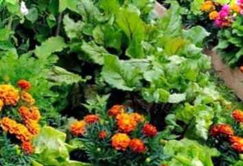 Корисні властивості чорнобривців на городі та в саду