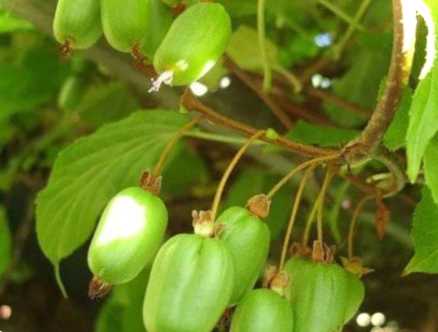 Актинідія коломикту в саду, і чому біліють кінчики листя що це