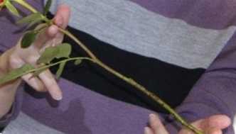 3 способи живцювання троянди з букета в домашніх умовах