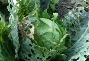 Що робити, якщо капусту їдять гусениці? Народні засоби боротьби з гусеницями