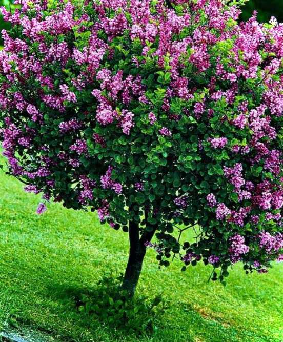 Бузок на дачі як невід'ємний елемент ландшафту і кущ, що тішить око