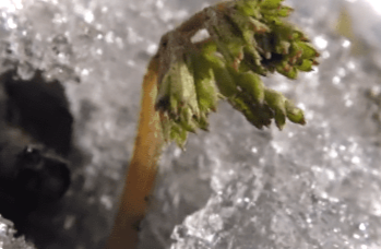 Стратифікація насіння – що це? Проведення в домашніх умовах