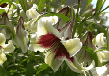 Пересадка лілій восени на інше місце. Коли і як часто пересаджувати лілії?