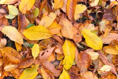 Навіщо восени збирають опале листя? Чому їх не можна спалювати?