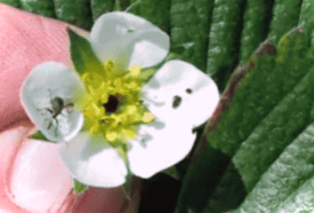 Довгоносик на полуниці - як боротися під час цвітіння та плодоношення