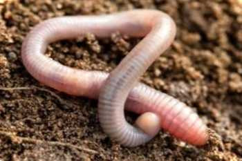 Користь та шкода дощових хробаків на городі