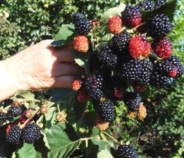 Обрізка ожини влітку основні правила догляду за ожиною