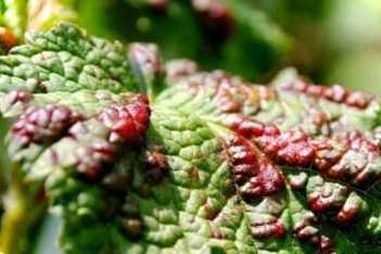 Головна попелиця на смородині. Який вигляд і заходи боротьби