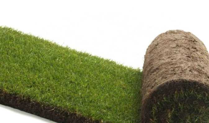 Як укладати газон у рулонах? Інструкція для самостійного укладання