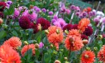 Підготовка та посадка жоржин у відкритий грунт навесні - покрокова інструкція