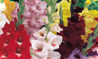 Коли висаджують гладіолуси в ґрунт, як за ними доглядати?