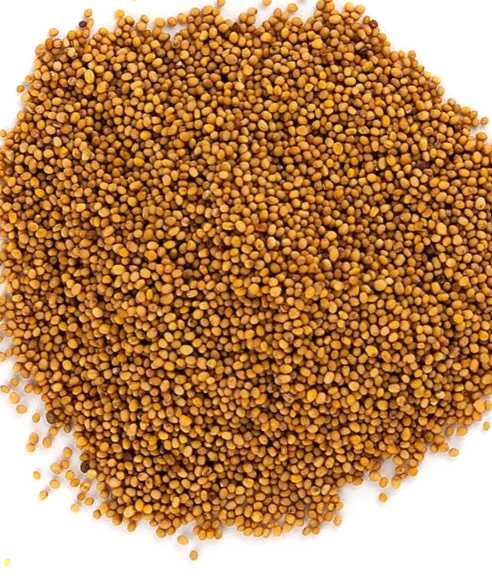 Восени посадили гірчицю як сидерат, що робити далі, коли скошувати