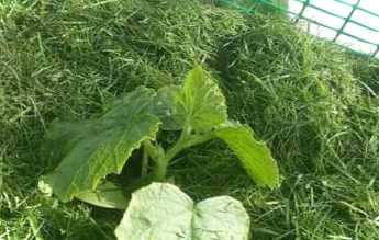 Гаряча трава для мульчування – що це і як застосовувати?