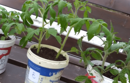 Як підготувати землю для розсади в домашніх умовах