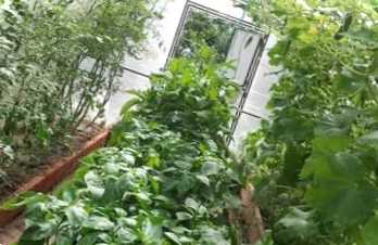 Скільки зробити грядок у теплиці з полікарбонату та як краще її облаштувати?