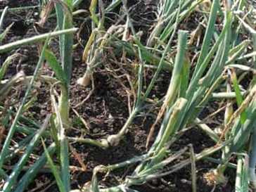 Як боротися з мухою цибулі на грядці і в квартирі